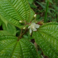 Miconia crenata (Vahl) Michelang.